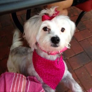 Meet your Posher, Tara